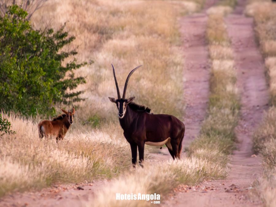 Lodge Kapembawé - Imagem 13
