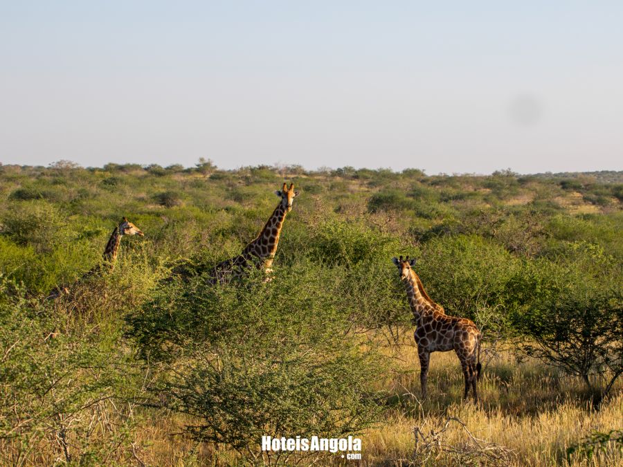 Lodge Kapembawé - Imagem 20