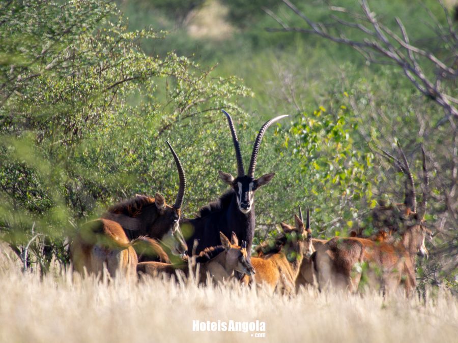 Lodge Kapembawé - Imagem 21