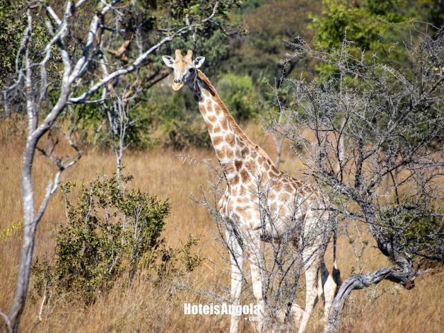 Mumba Lodge: Safari Inesquecível no Coração do Kuvango