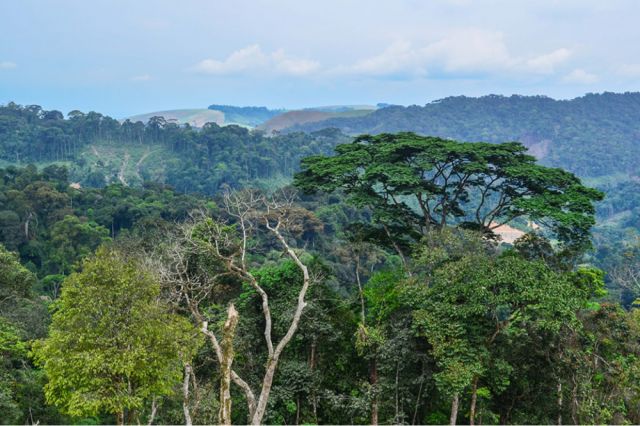 Floresta do Maiombe
