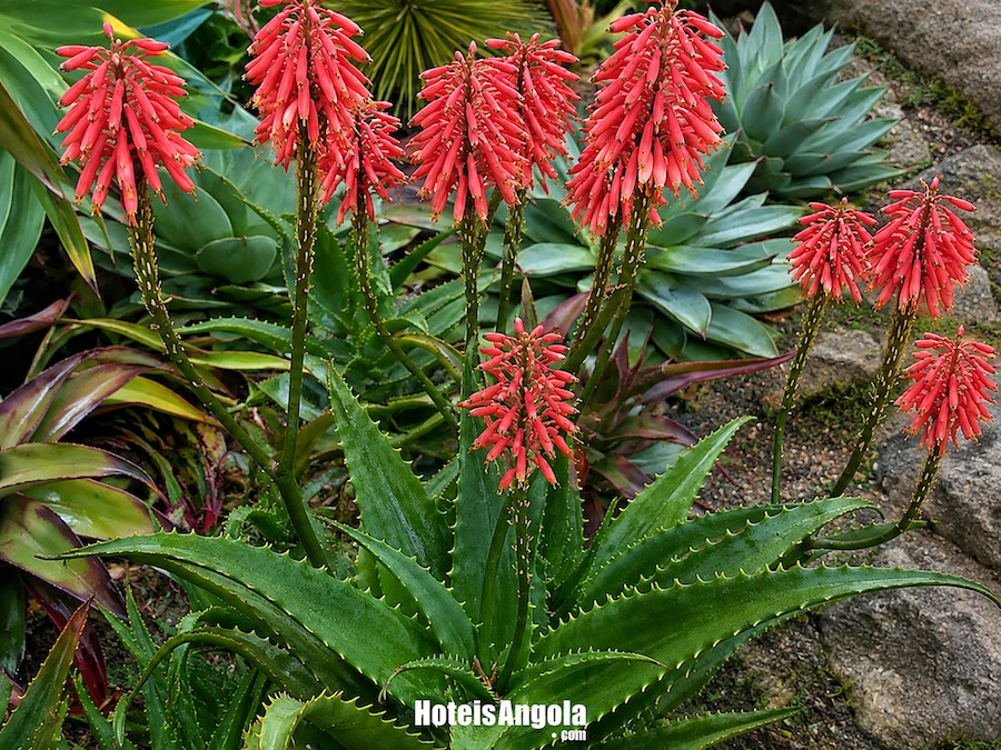 Aloe Palmiformis