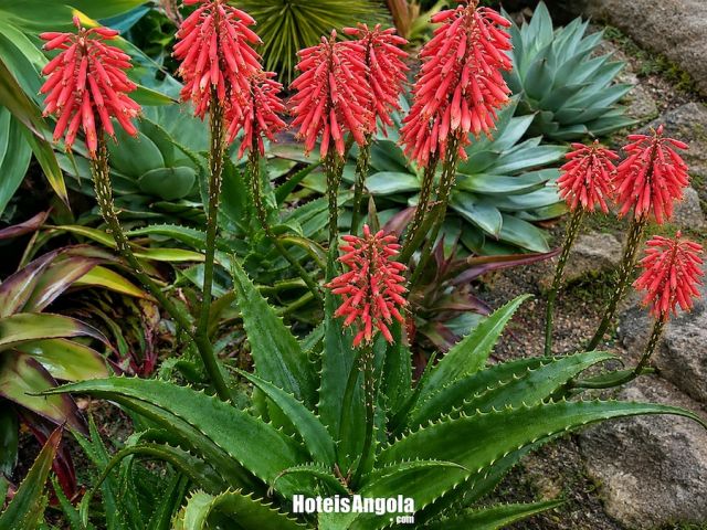 Aloe Palmiformis
