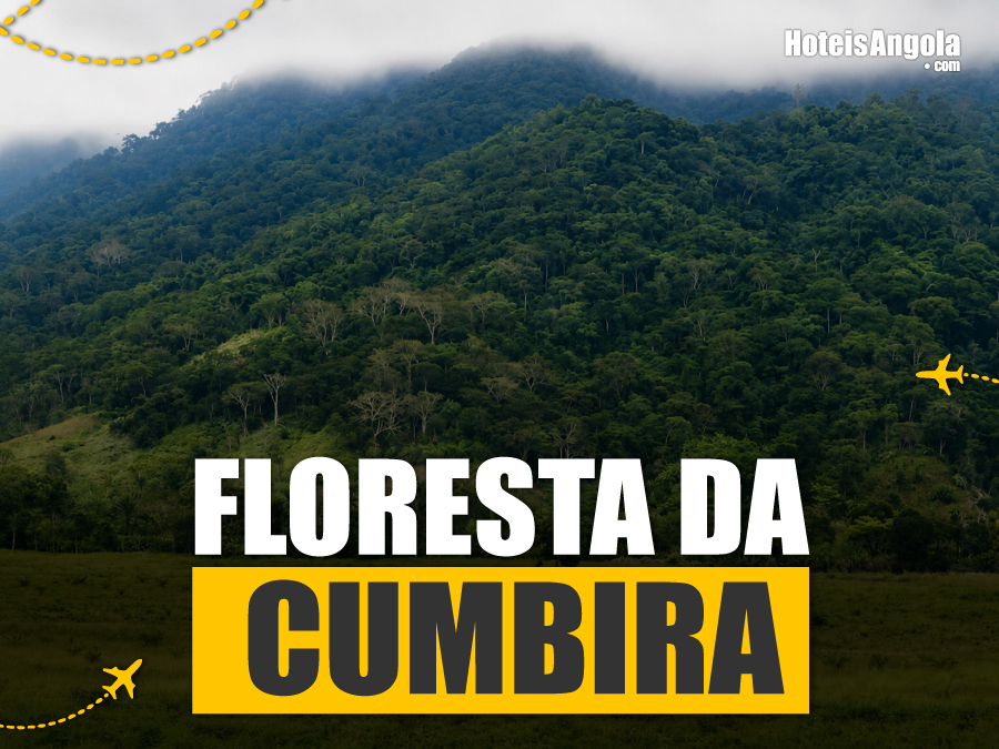Floresta da Cumbira: o santuário angolano onde a ciência descobriu um novo primata