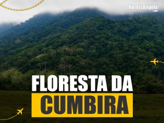 Floresta da Cumbira: o santuário angolano onde a ciência descobriu um novo primata