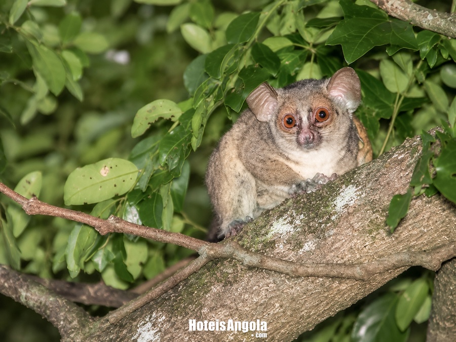 Galago da Cumbira