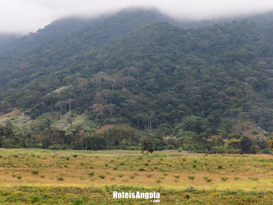 Floresta da Cumbira