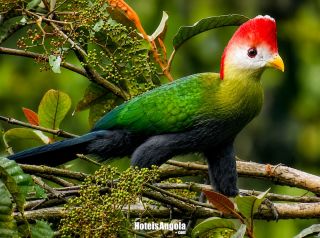 Observação de Aves em Angola