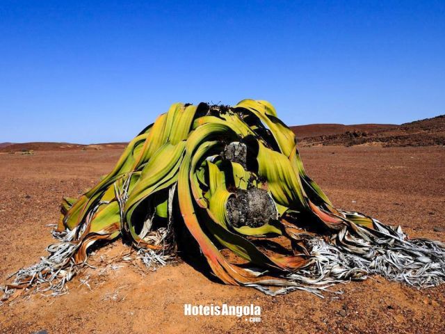 Welwitschia Mirabilis Gigante
