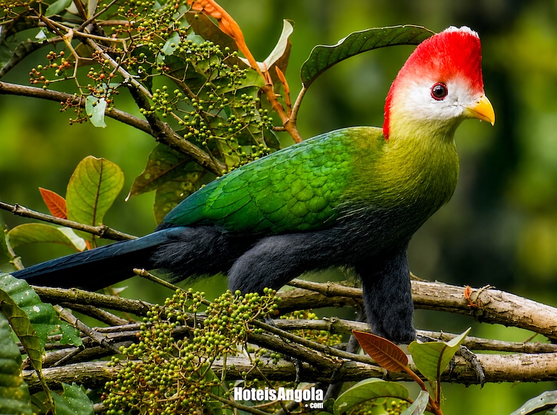 Turaco-de-crista-vermelha