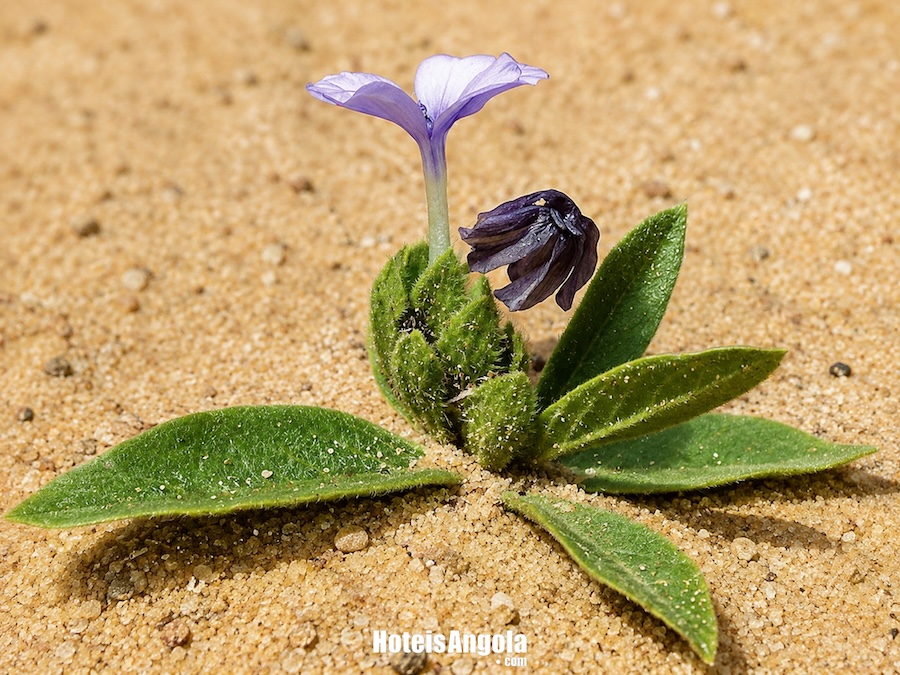Barleria crabbeoides