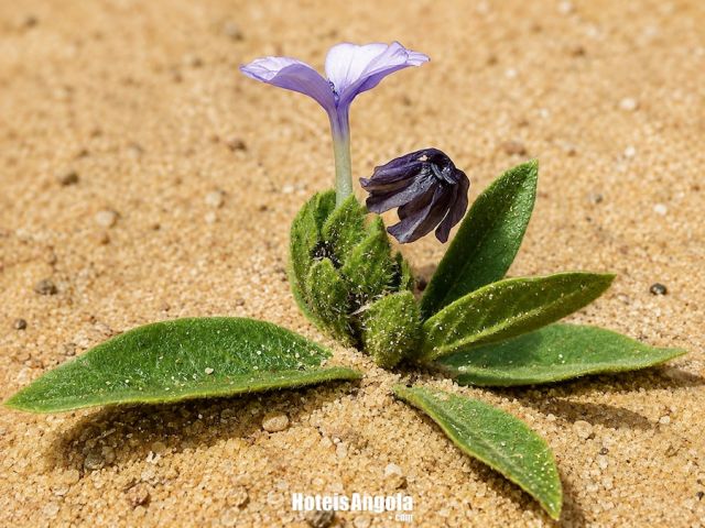 Barleria crabbeoides
