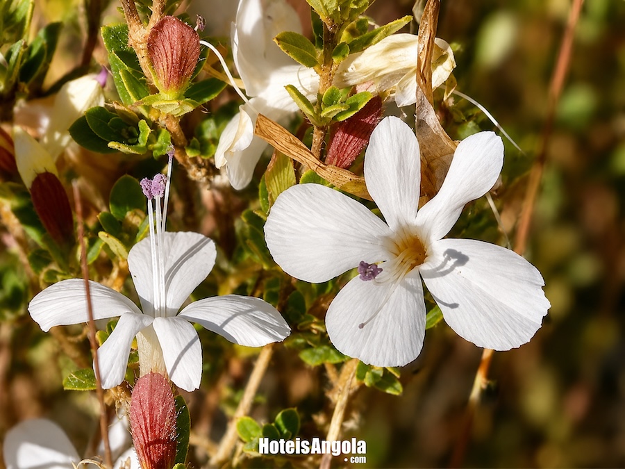 Barleria rupicola