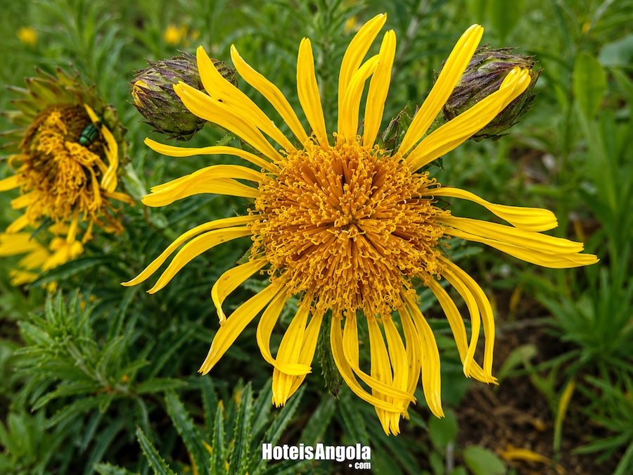 Berkheya welwitschii