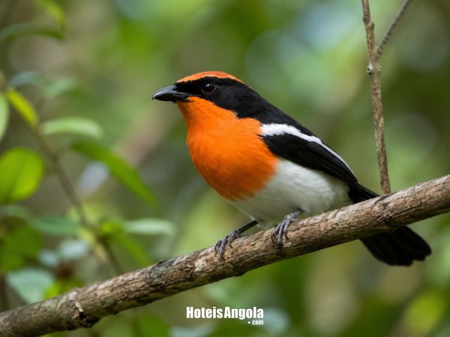 Picanço-de-Braun (Laniarius brauni)