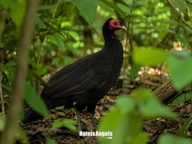 Pintada-preta (Agelastes niger)