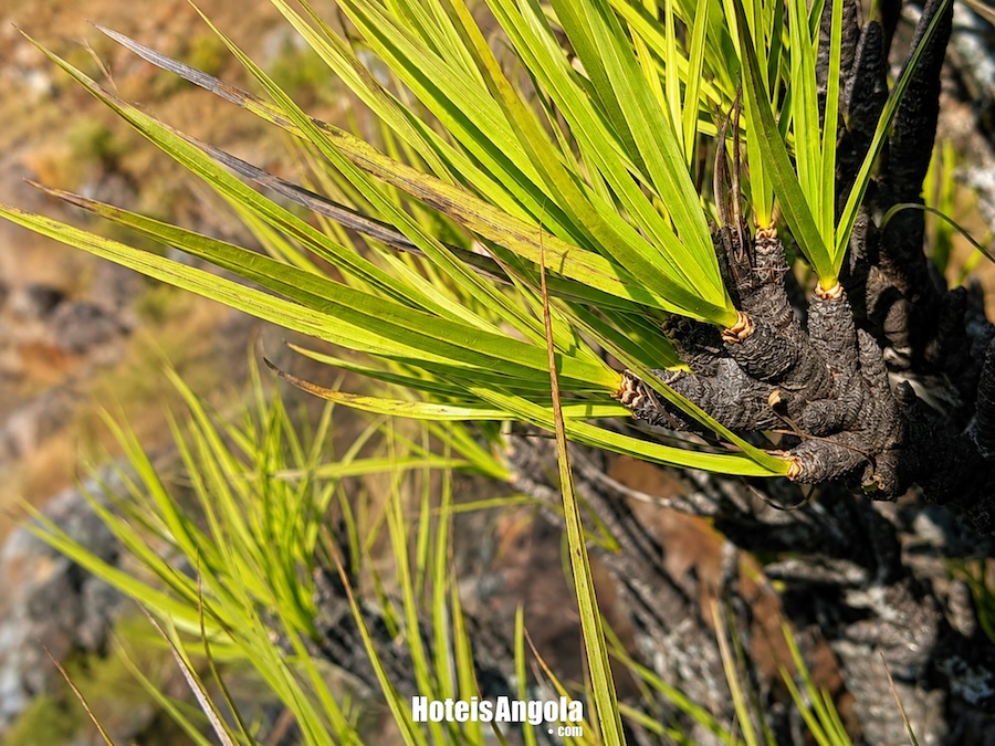 Xerophyta capillaris